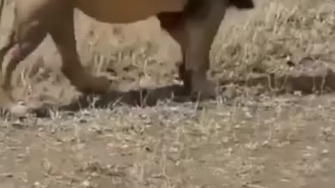 Funny Animal video