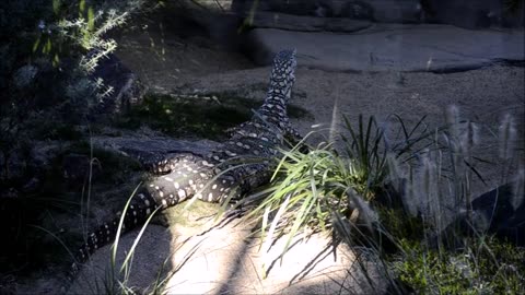 Perentie Lizard, Australia's Largest - It an run about as fast as an Olympic sprinter.