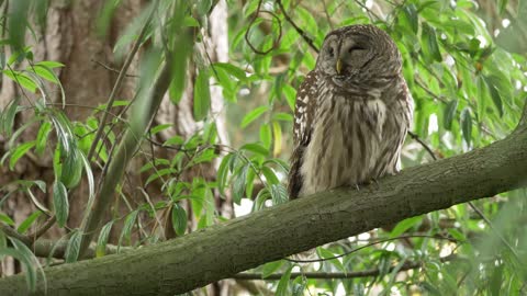 Barred Owl kisses his talons for good luck...