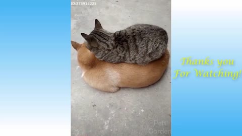 Cute Pets And Funny Animals Compilation #10 - Pets Garden