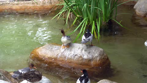 CatTV: Take your Cat to Safari Park Duck Pond 2