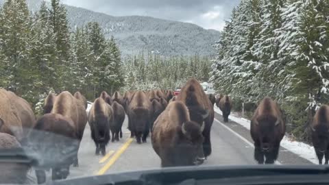 Large Herd of Bison Block Traffic at Yellowstone National Park