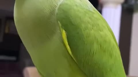 Parrot Talking New Video | Parrot Funny Clips