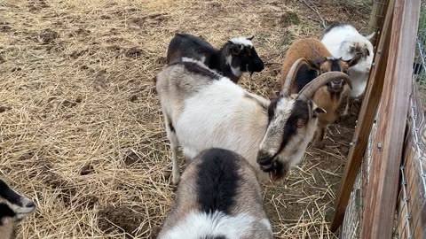 Ruminations with Goats 12.2022