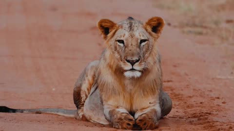 #shortvideo #youtube #lion #animalbehavior @NHmanimalwould