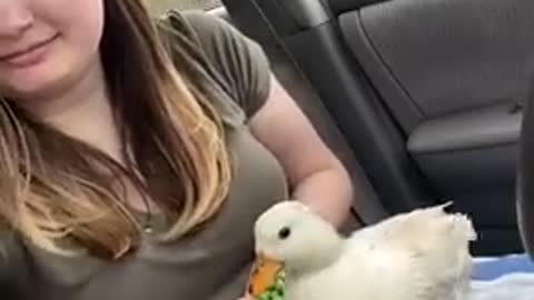 Sugar the angry duck