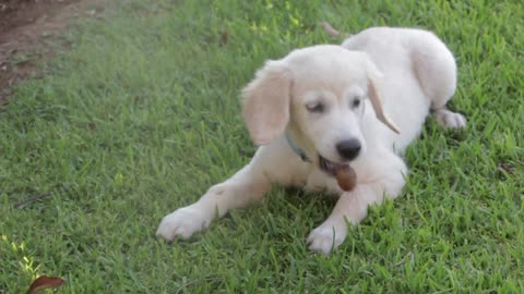 Cute dog playing in the garden