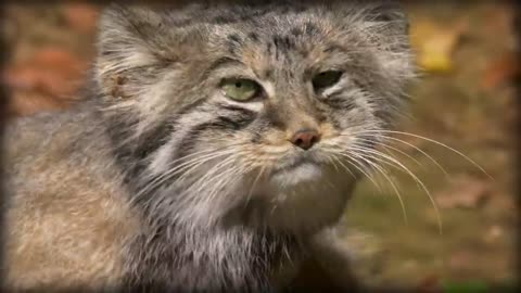 Pallas’s Cat: The Original Grumpy Cat