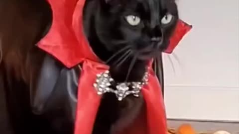 Watch A black cat dressed as a vampire, dignified and cool
