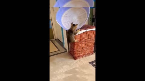Funny animals - Funny cats _ dogs - Funny animal videos 2023