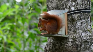 Squirrel eating in the forest