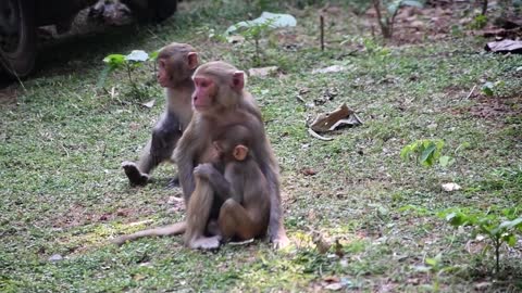 Very Happy Moment small Langoor Monkey