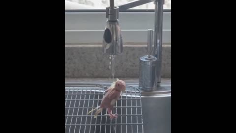 makeshift shower for my parrot