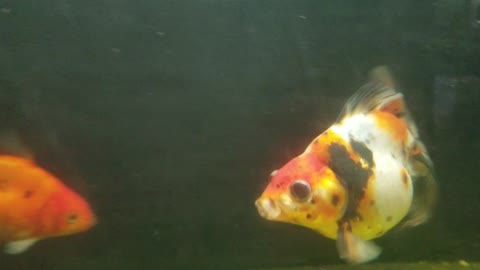 Calico fantail goldfish