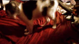 Funny Cat Short Video - Cats TikTok