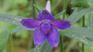 Menzies' Larkspur