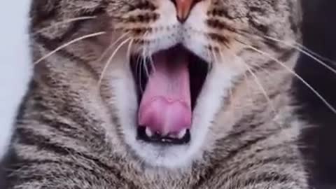 Funny cat yawning with sound #shorts
