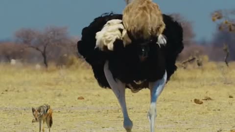 Ostrich Riding
