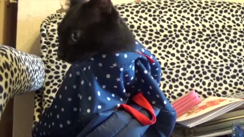 Purr-fectly Hilarious: Cat Takes on Vacuum Cleaner!"