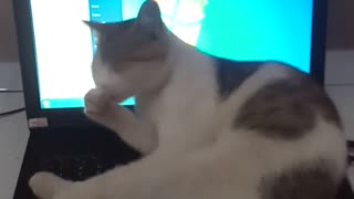 Funny cat - Please don't scold me, I'm sorry, I just slept on your laptop