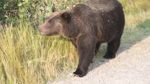 Grizzly Bear 399 looking happy and healthy in the fall of '22 after releasing her four cubs in May.