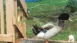 The Duck above all Ducks