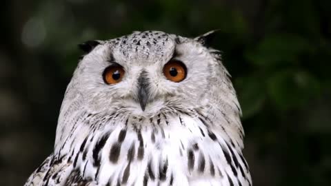 Beautiful Owl