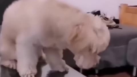 Funny dog training