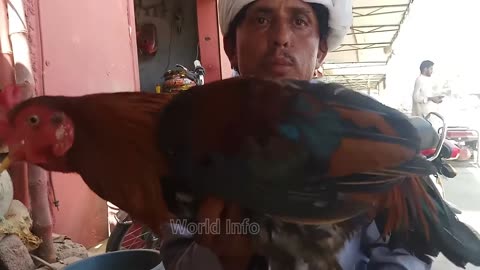 myna birds for sale || common myna birds market || Indian bird singing