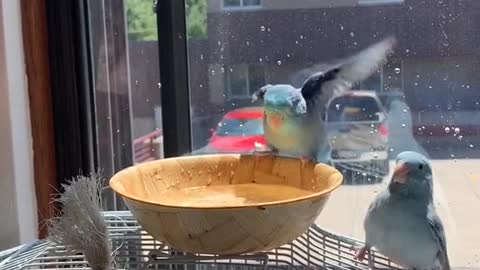 Always keep an eye on the parrotlet