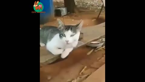 Cute and Funny Animal's videos