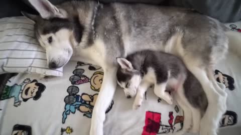 Husky Puppy and Dad's First Nap Ever!