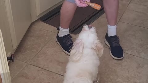 Dog Jumps for Joy Over New Toys