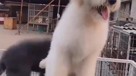 Gigantic Fluffy Poodle Dogs Love Being Carried Everywhere 😍Funny Cat And Dog Videos🐩 - Panda Love