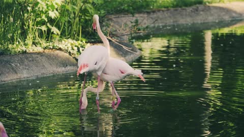 The stork is white and cheerful