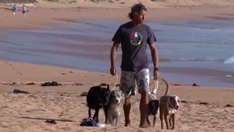 Australian dog trainer surfs with four legged friends