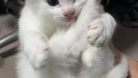 Cute Kitten Curling Up in a Ball, Hilarious and Adorable