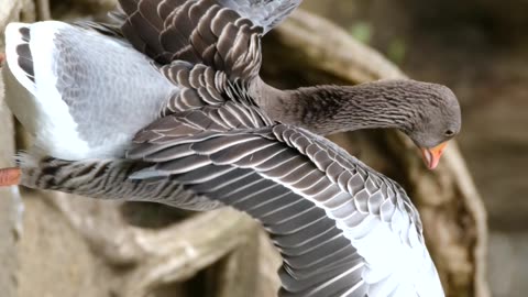 Beautiful Canadian Goose