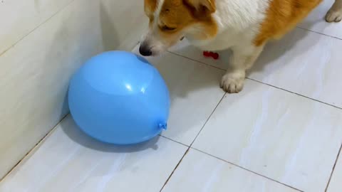 Dog with balloons