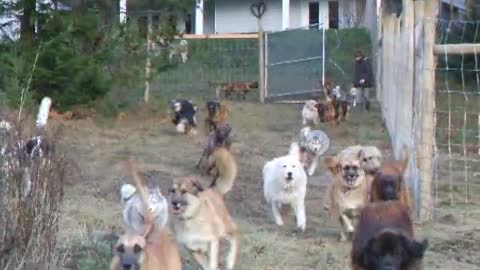 Rescue Dogs Are Super Excited To Go Out And Run In Their New Pen