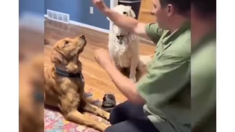 Pet's reacting to magic trick 😂😂