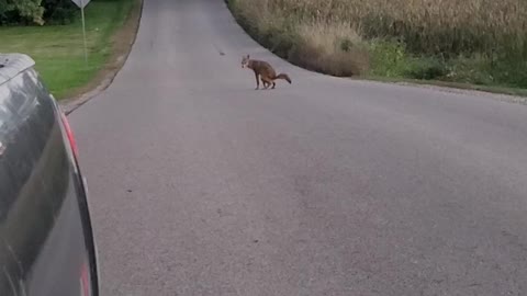 Coyote Craps in the Middle of Road= Omen