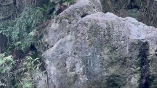 Cliff Jumper Slips and Falls Into Water