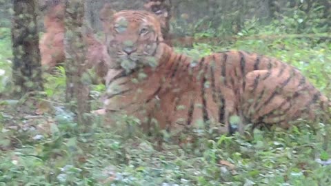 Indian Royal Bengal Tiger