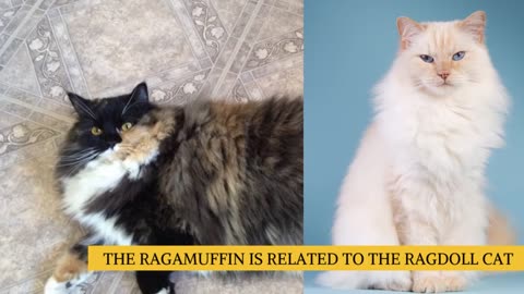 The Ragamuffin Cat 101 : Breed & Personality