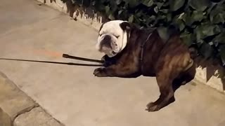 Bulldog Scratches Back on Bushes