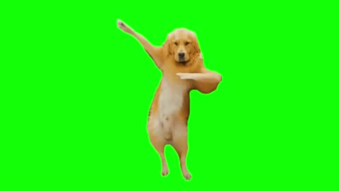 Green Screen Beat the Koto Nai Dog Meme | Dancing Dog meme