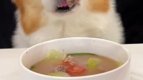 Corgi is the cutest dog eating 1 (9)