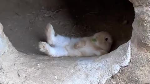 Rabbit in the cave