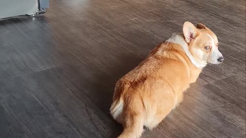 Cute Corgi Startled by Roomba